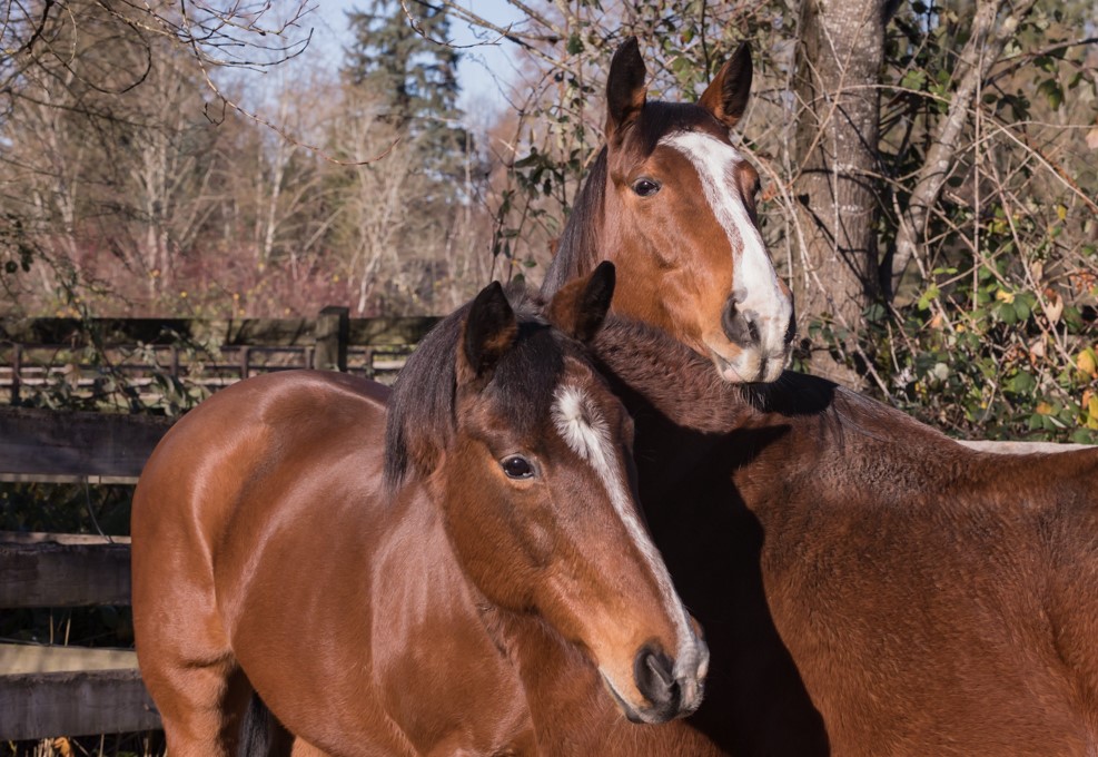 Aurora and Belle: an Unexpected Happy Ending