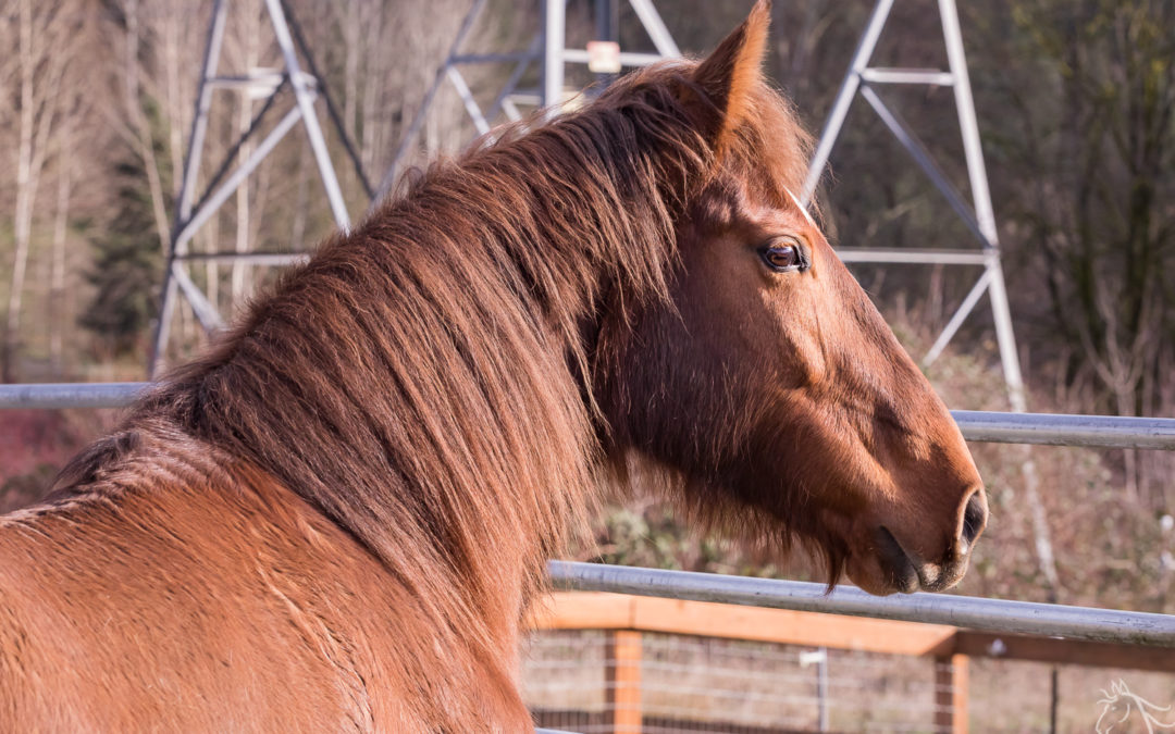A Rescue Partnership: Saving Sienna and Koko