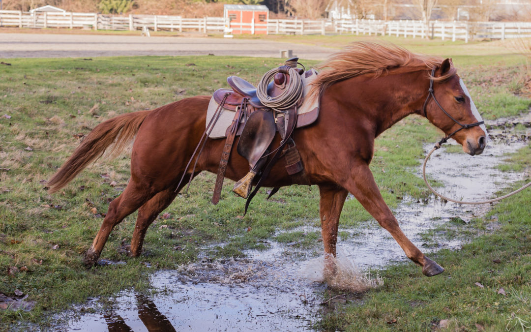 Valor is a Riding Horse!