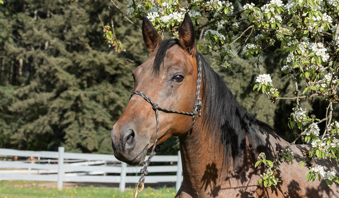 Spring Photos with Asha and Tabitha