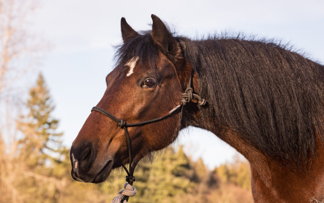 Tasara: Joel Conner Clinic report