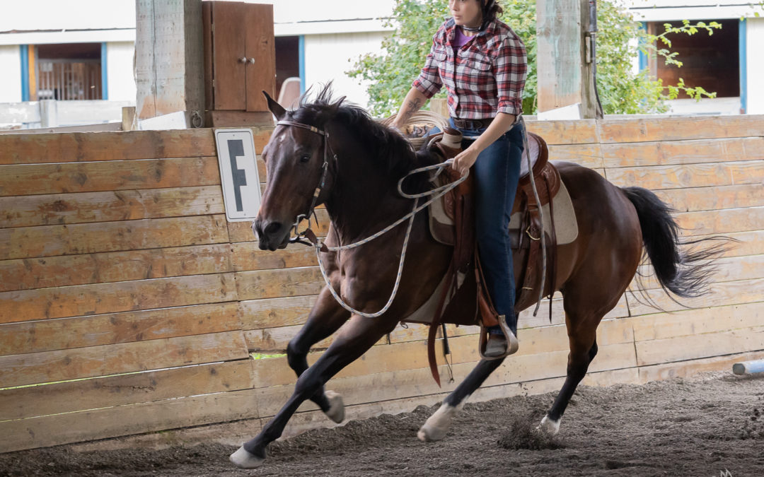 Roscoe: Horsemanship Clinic Report