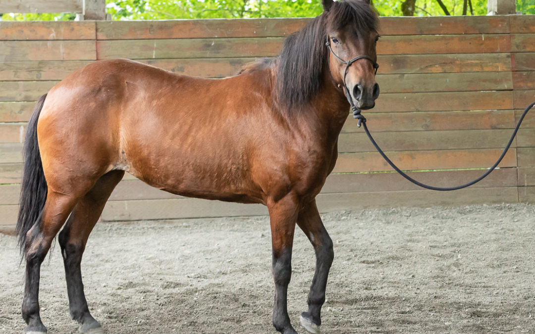 More horsemanship for Sage!