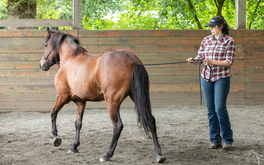 Sage: Horsemanship Clinic Report