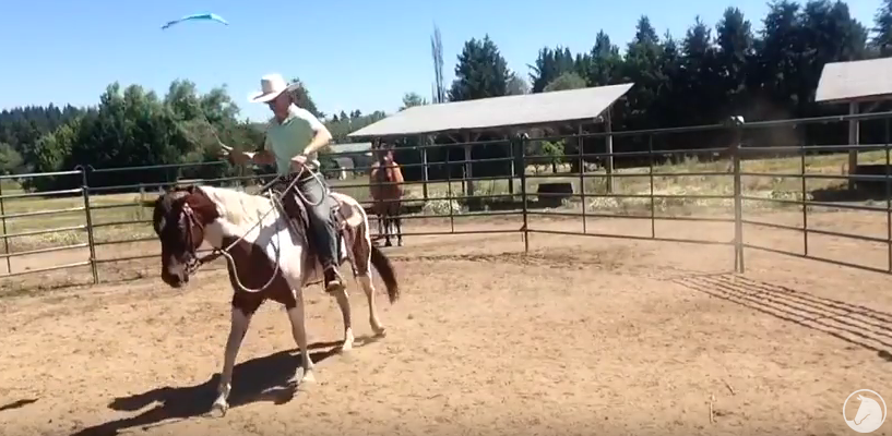 Tabitha is a riding horse!