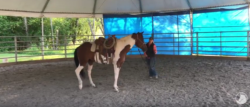 Video: Tabitha’s First Saddling at SAFE