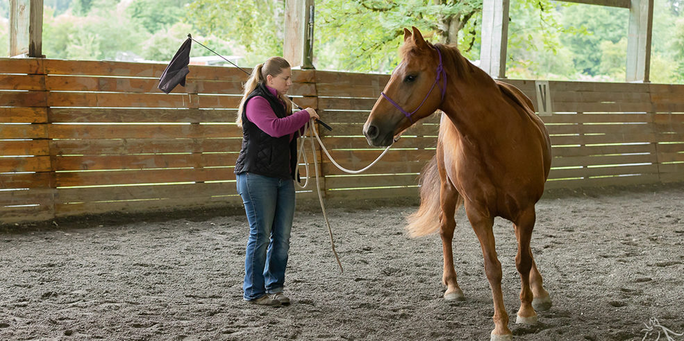 Sienna: Horsemanship Clinic Report