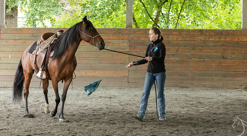 Stella: Horsemanship Clinic Report