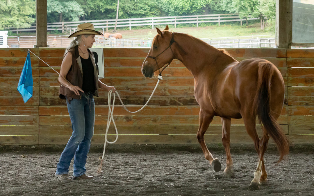 Teddi: Horsemanship Clinic Report