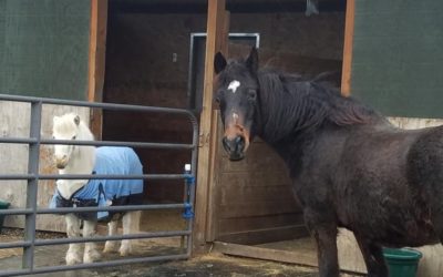 Star has been adopted!