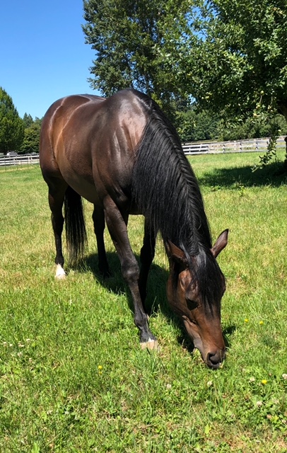 Raven Gets to Eat Grass!