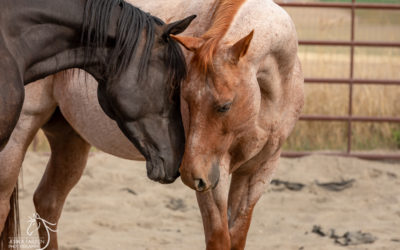 Video: Remy Learns Herd Dynamics