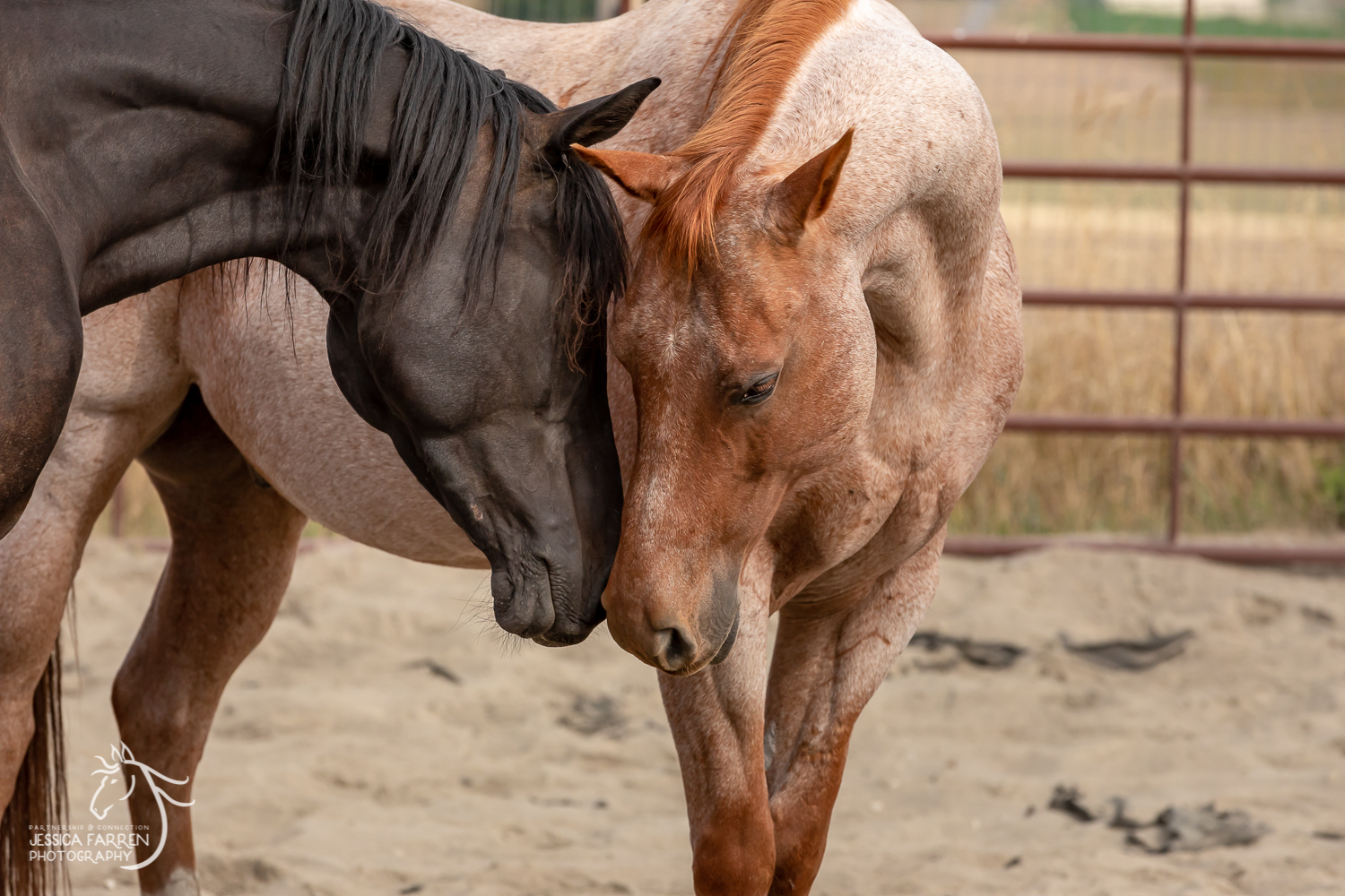 Video: Remy Learns Herd Dynamics