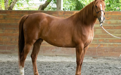 Teddi and the Importance of Groundwork