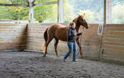 Joel Conner Clinic Report: Sienna