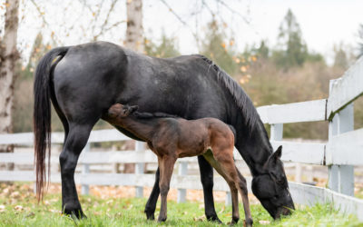 Why are there foals at SAFE?