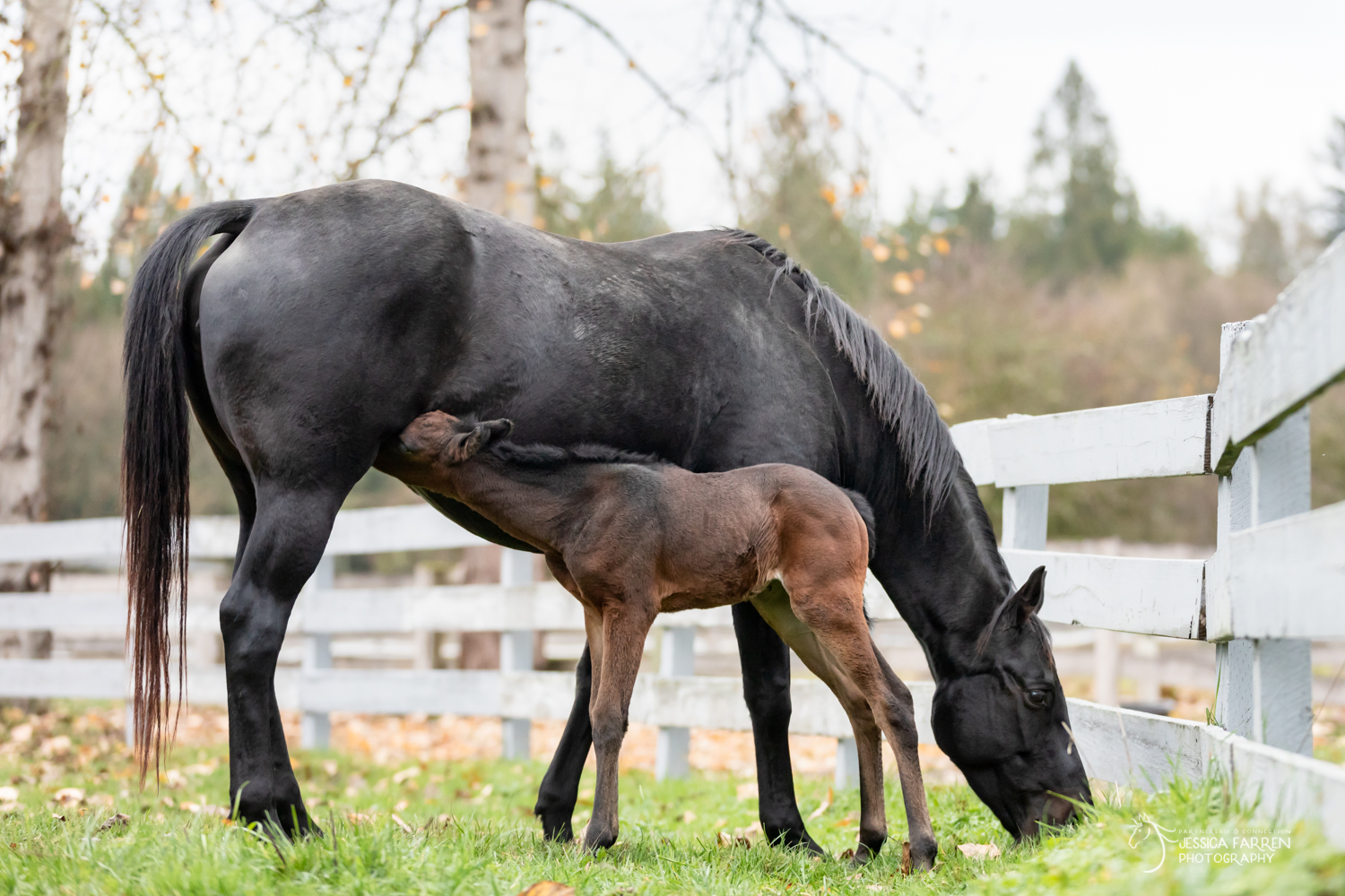 Why are there foals at SAFE?