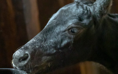 Two Healthy Fillies Born at SAFE