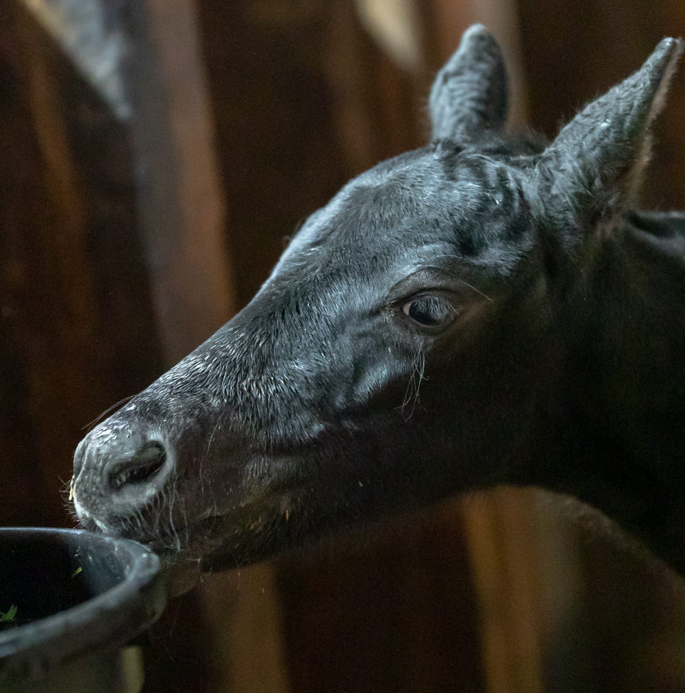 Two Healthy Fillies Born at SAFE