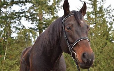 Adoption Announcement : Orion!
