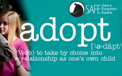 Adoptions Recap 2018