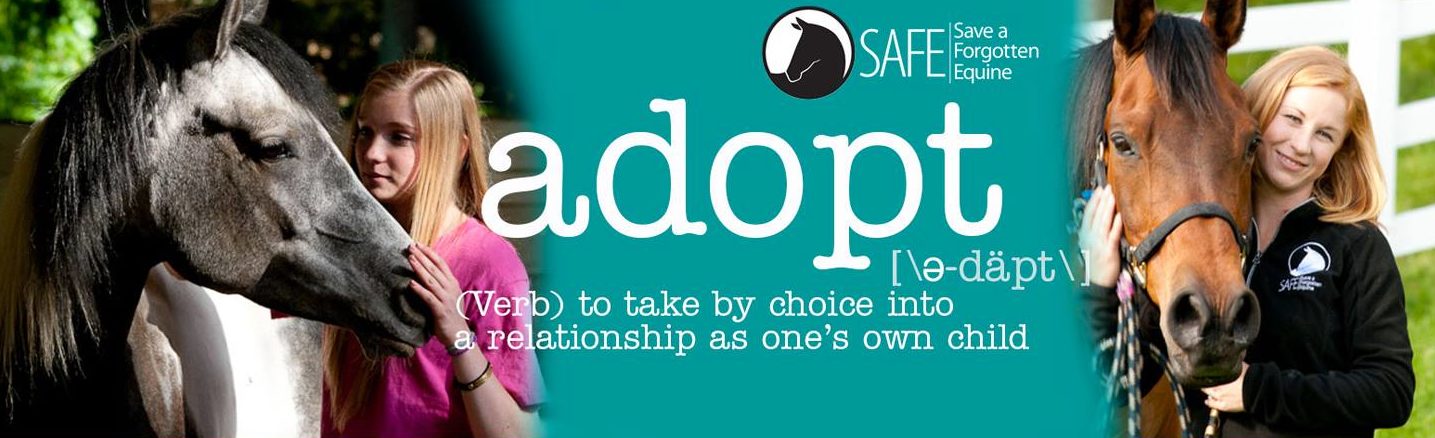 Adoptions Recap 2018
