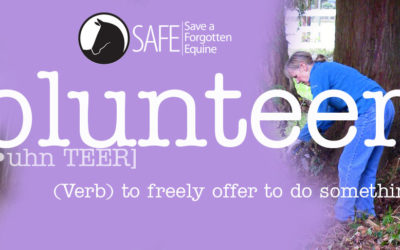 Volunteer Recap 2018