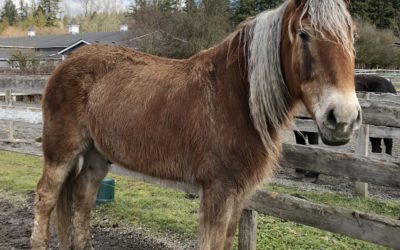 New Horses at SAFE