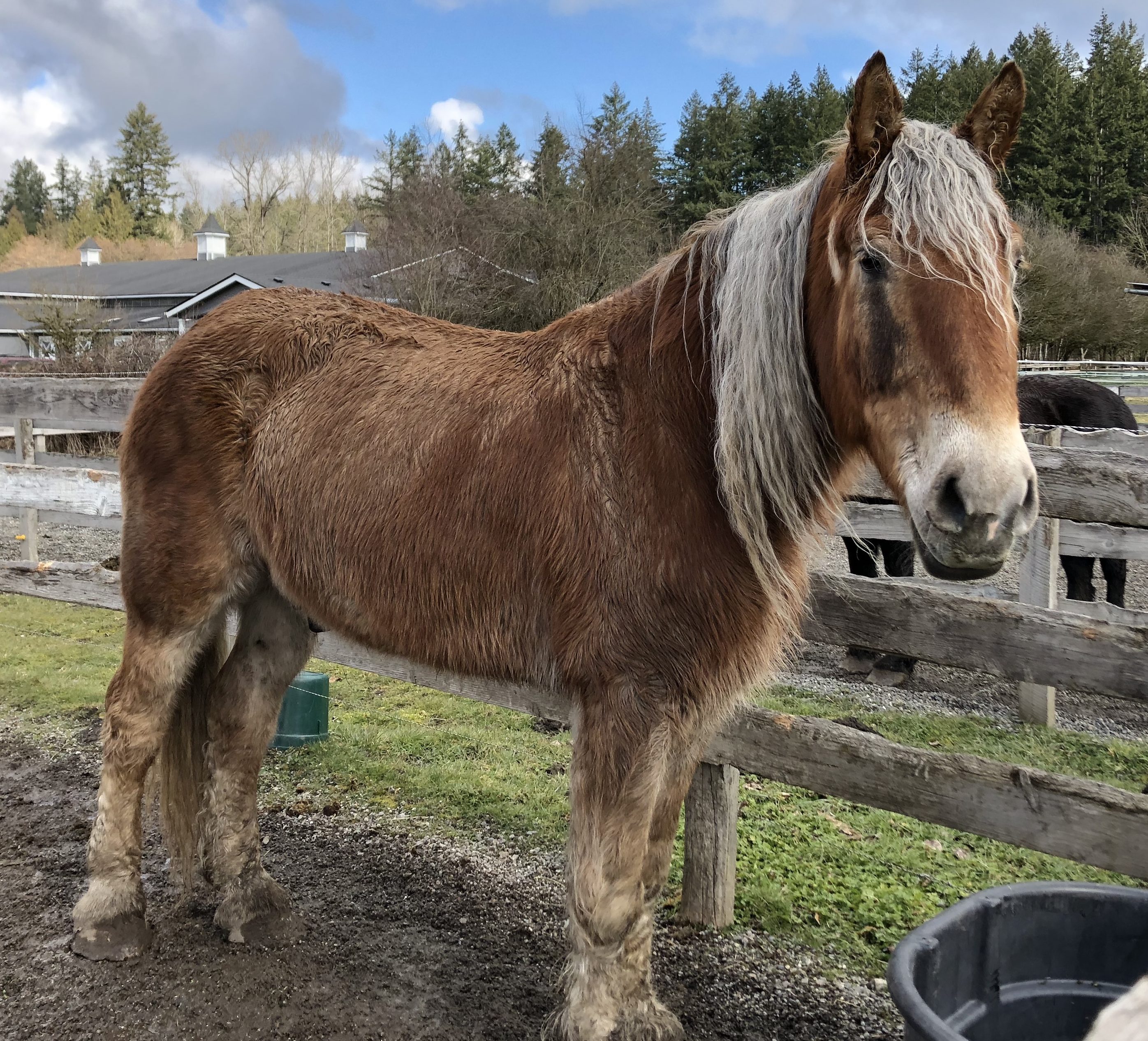 New Horses at SAFE
