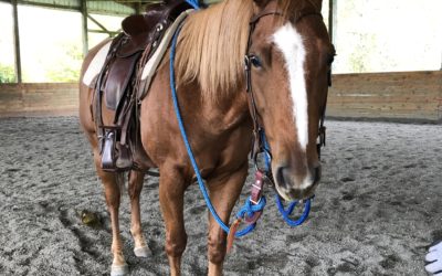 Nashville’s Lameness Exam