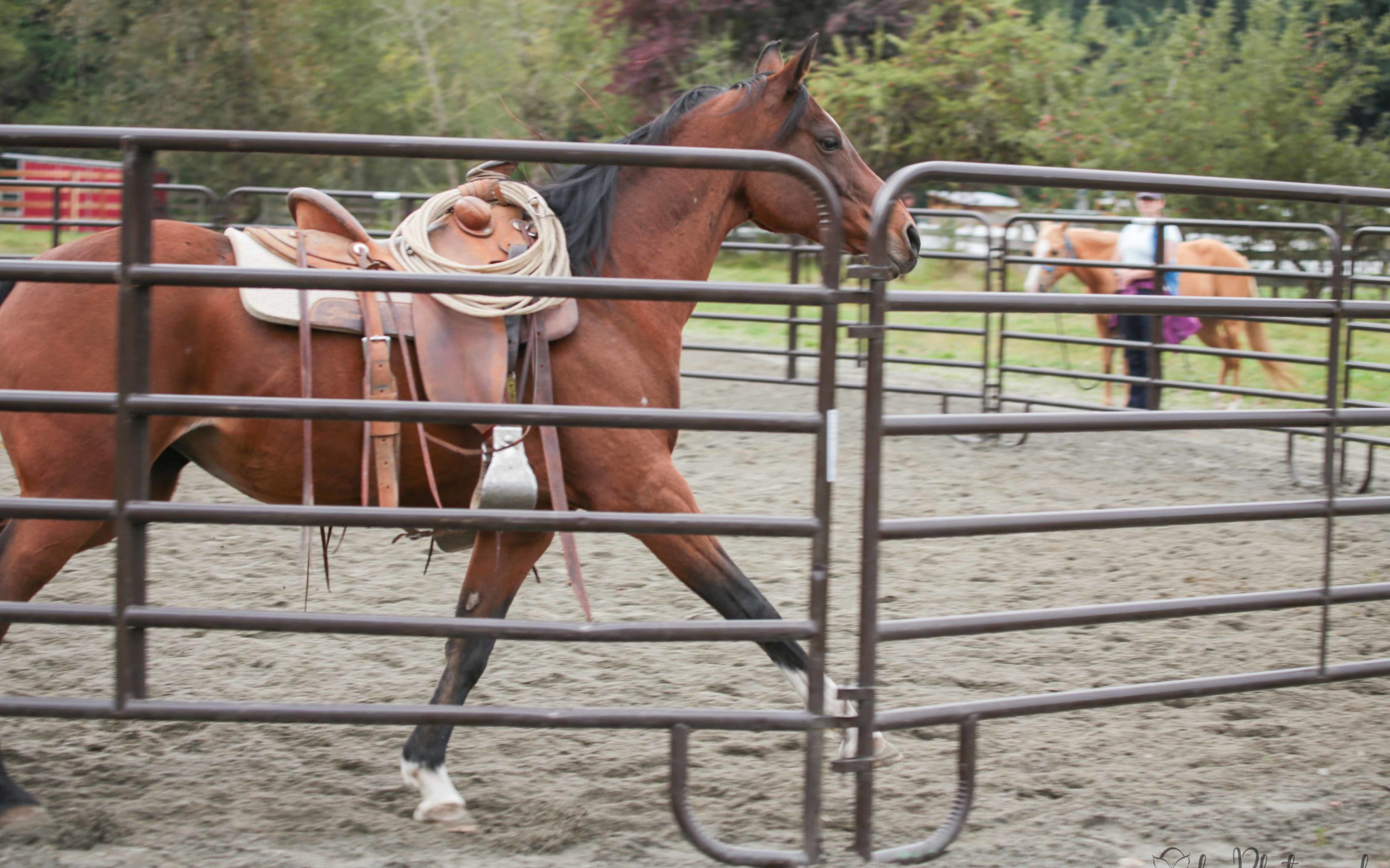 Cassidy is a Riding Horse!