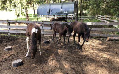 Three Weaned Babies