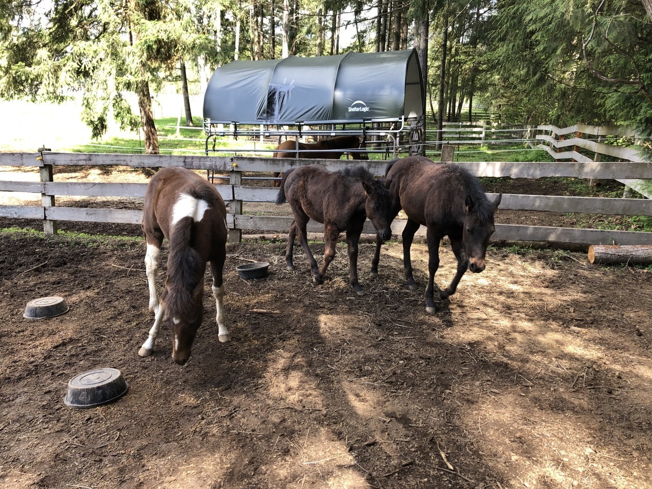 Three Weaned Babies