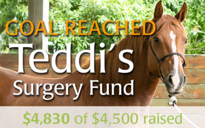 Teddi’s Surgery Fund