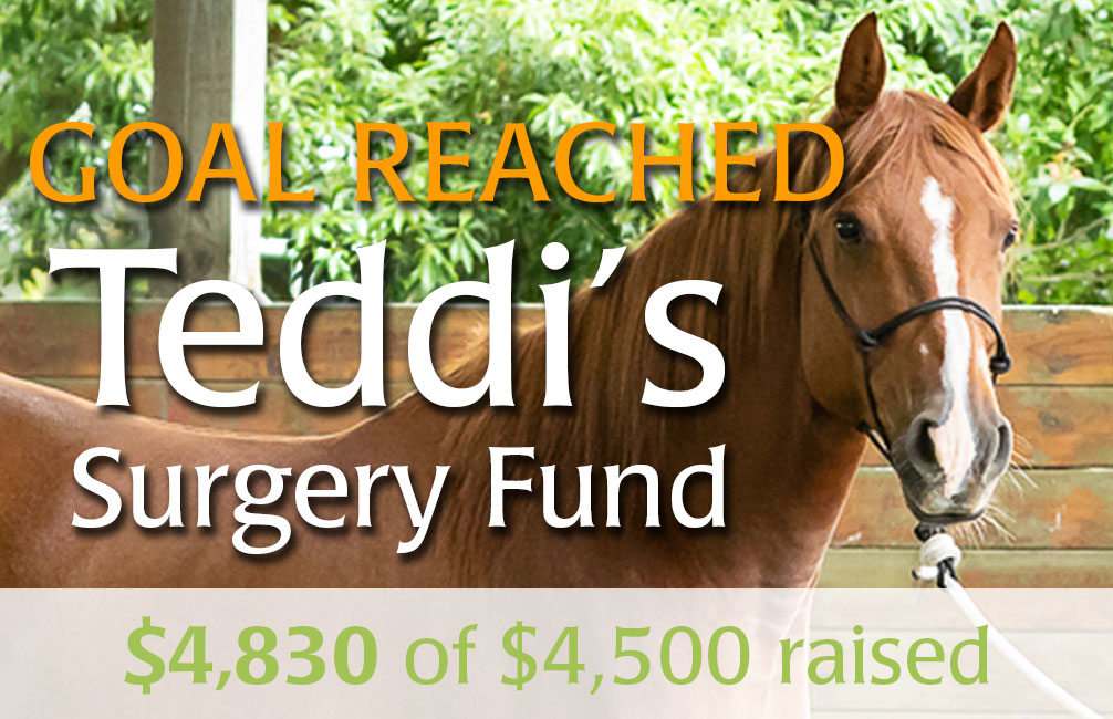 Teddi’s Surgery Fund