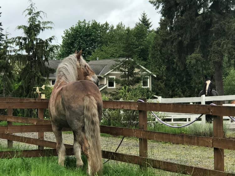 Big Horse, Big Hoof: Slim’s Foot Problems