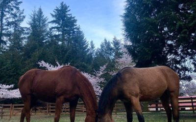 Foster Update: Dottie Belle