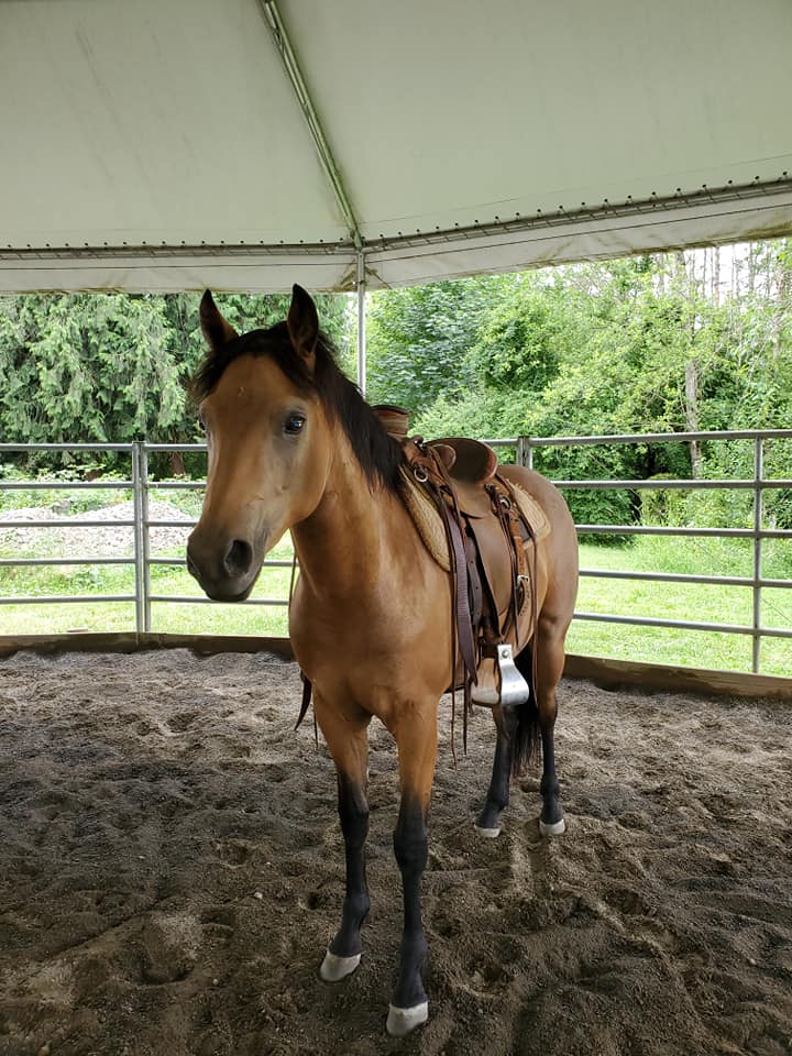 Piper Wears a Saddle!