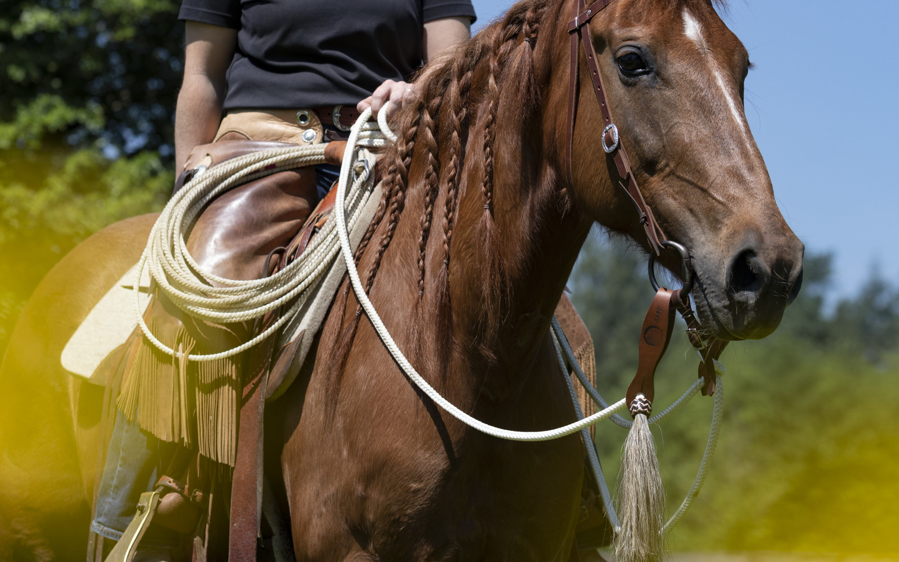 Photo and Training Update: Sienna