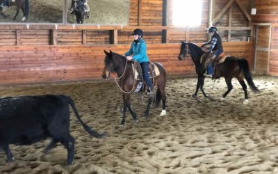 Stella and Cameo Meet the Cows and Fancy Gets Started!