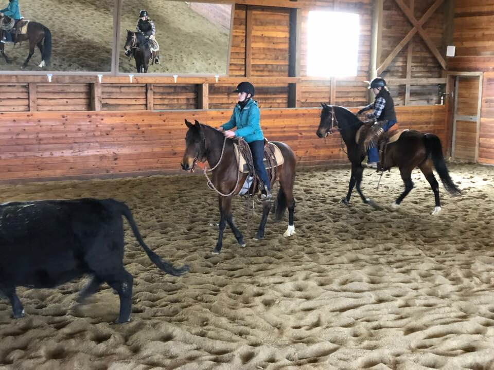 Stella and Cameo Meet the Cows and Fancy Gets Started!