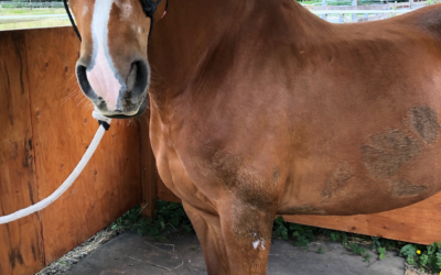 Teddi: On the Road to Recovery