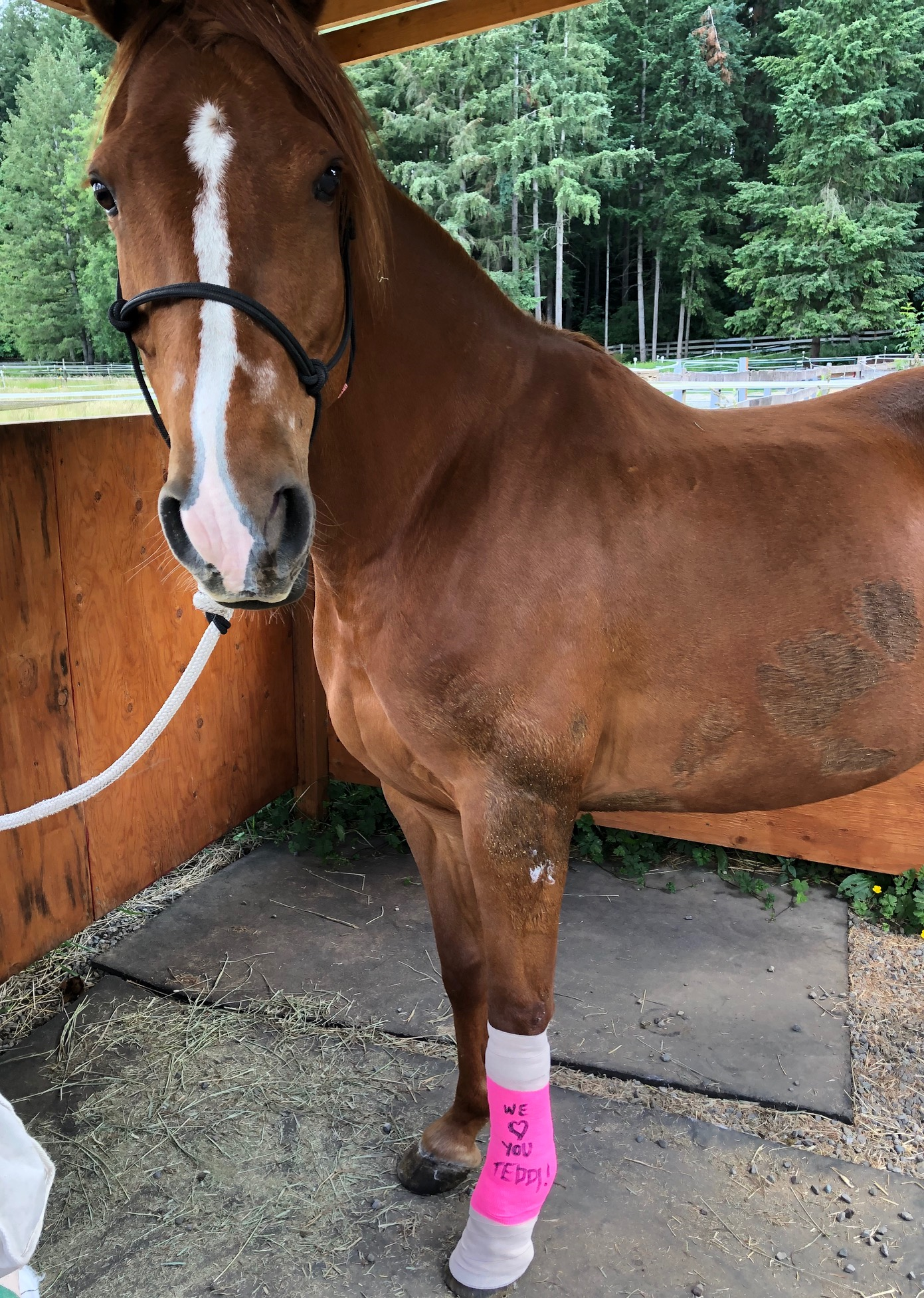 Teddi: On the Road to Recovery