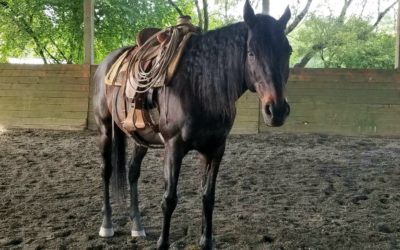 The Limelight Pet Project Features Cyrus