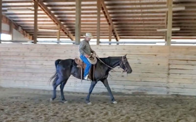Luna is a Riding Horse!