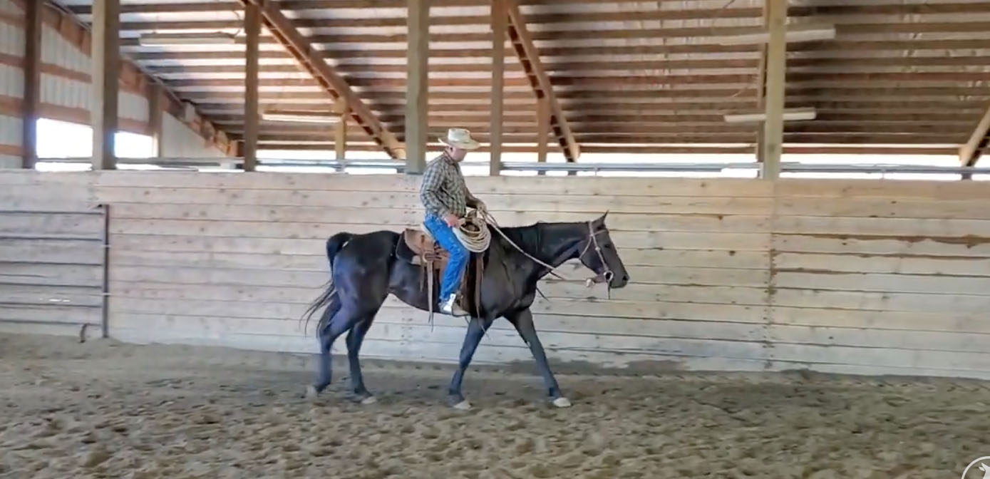 Luna is a Riding Horse!