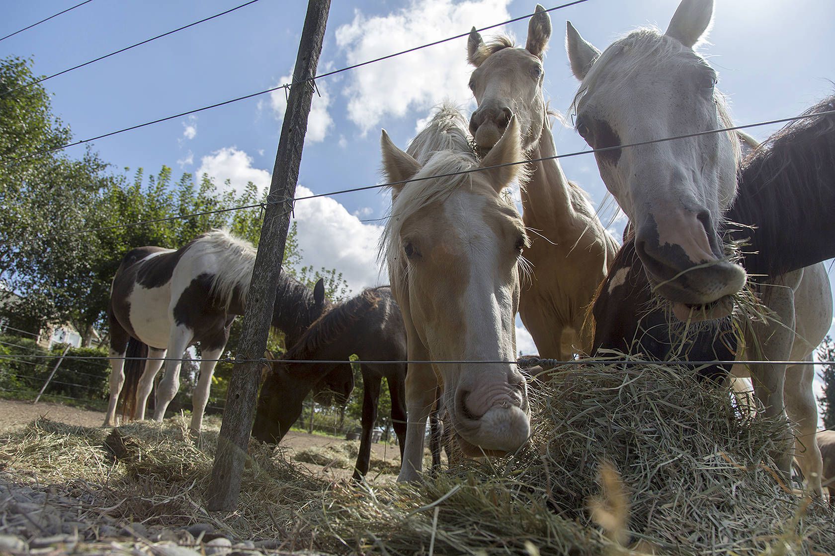 Redmond Reporter: More than 100 horses are being hoarded by a nonprofit in Puget Sound