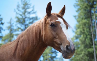 A Great Horse Has Gone