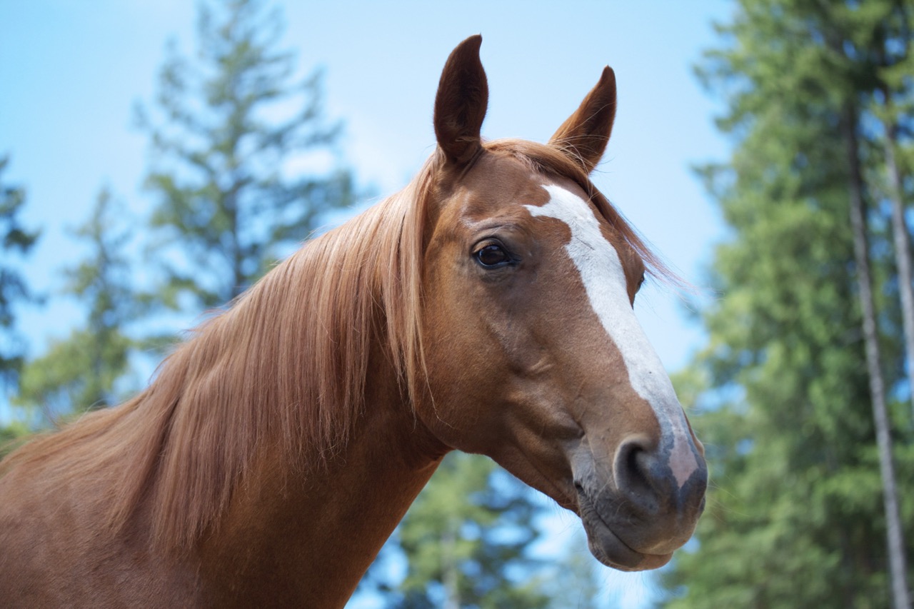 A Great Horse Has Gone