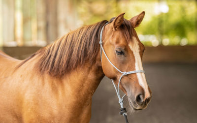Spotlight on Lacey